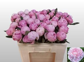 Paeonia sarah bernhardt