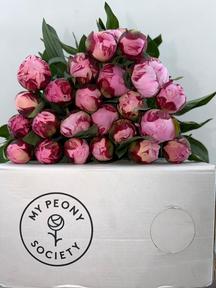 Paeonia sarah bernhardt