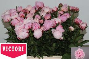 Paeonia sarah bernhardt