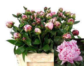 Paeonia sarah bernhardt