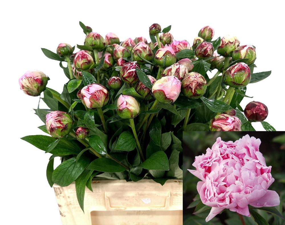 Paeonia sarah bernhardt