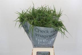 Panicum fountain