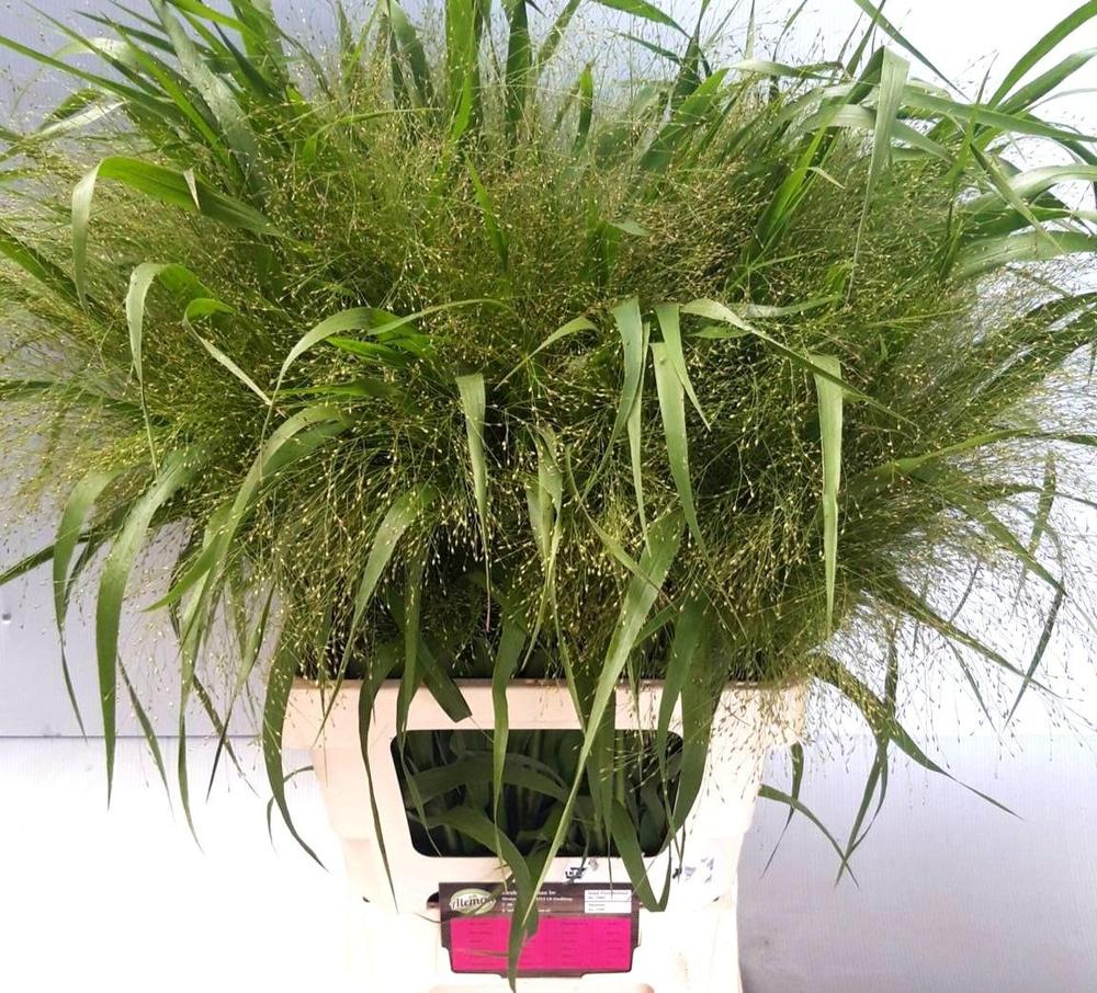 Panicum fountain