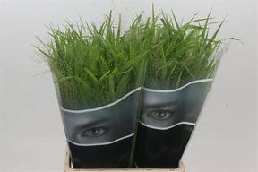 Panicum fountain