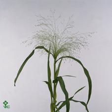 Panicum fountain