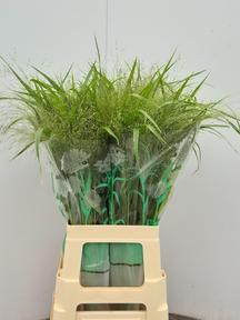 Panicum fountain