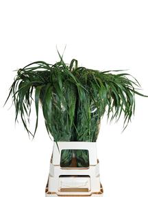 Panicum fountain