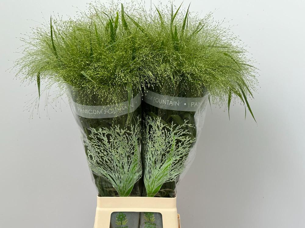 Panicum fountain