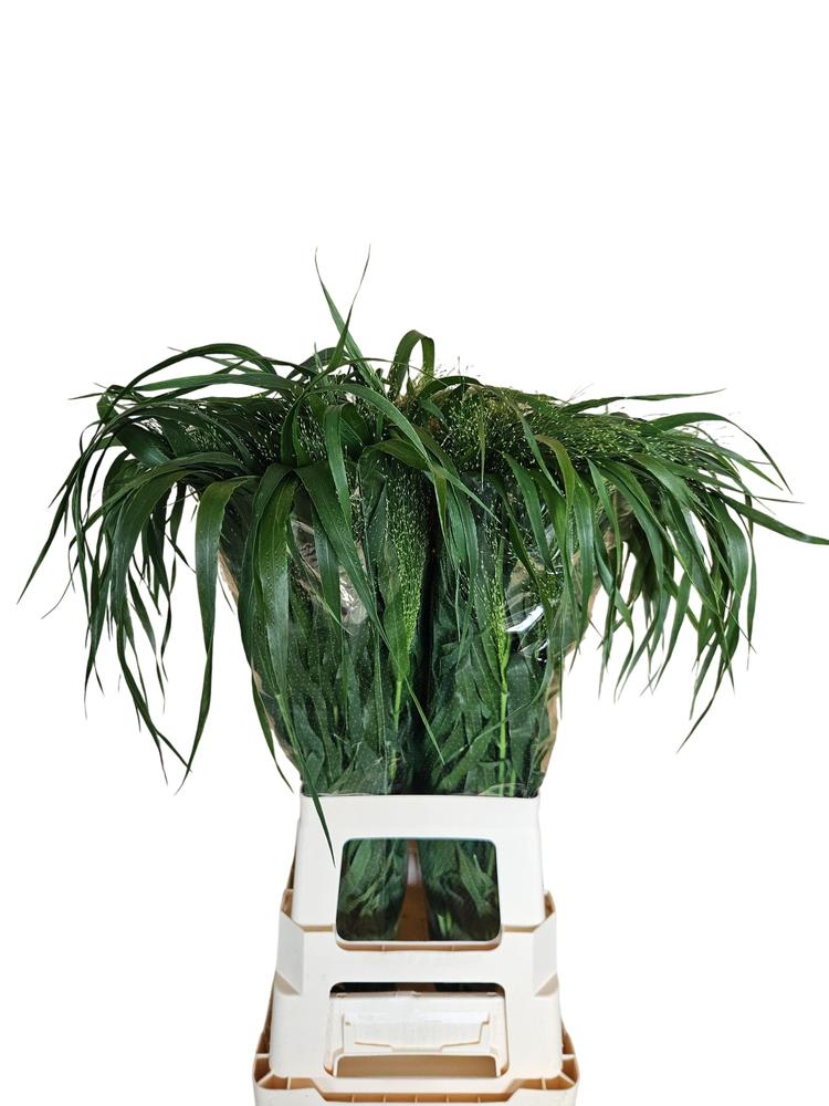 Panicum fountain