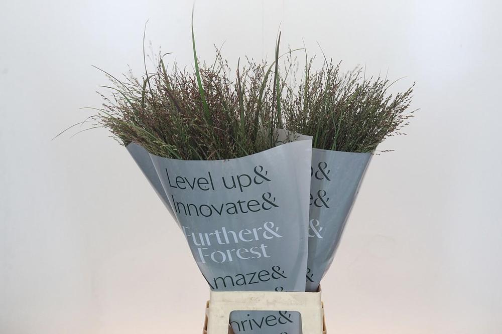 Panicum warrior