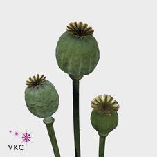 Papaver somniferum zaaddozen