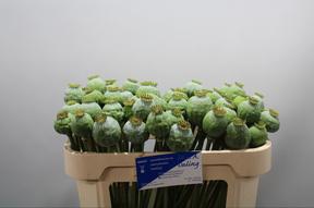 Papaver somniferum zaaddozen