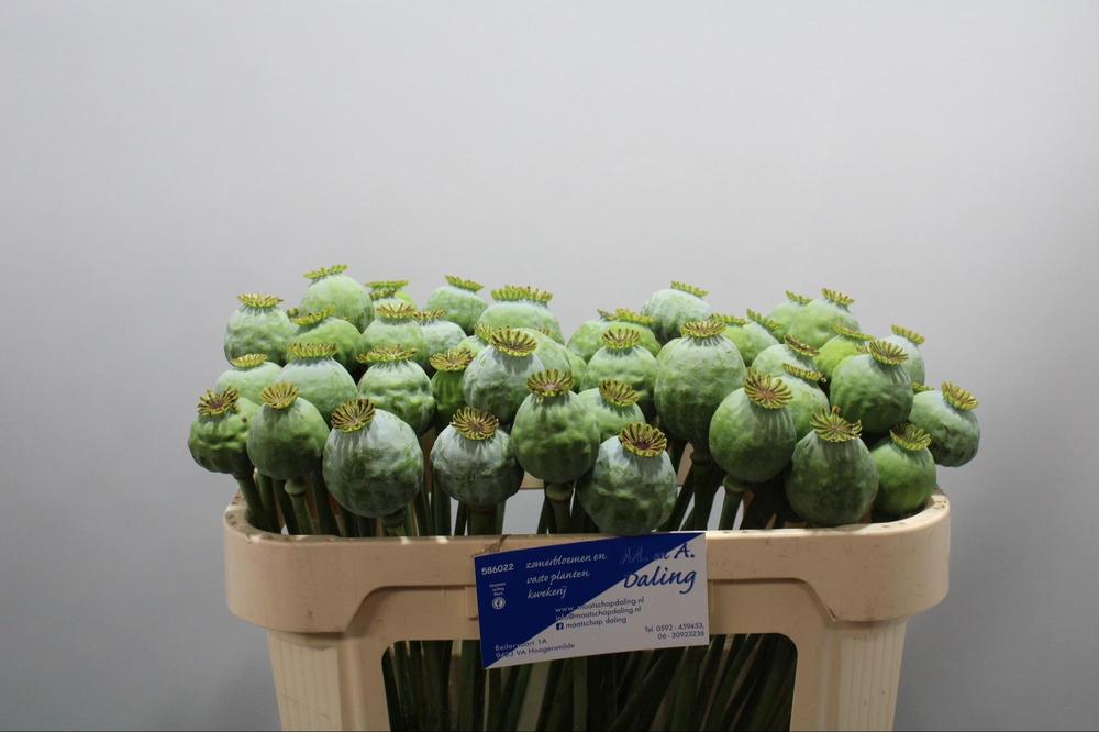 Papaver somniferum zaaddozen