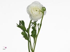 Ranunculus amandine snowflake