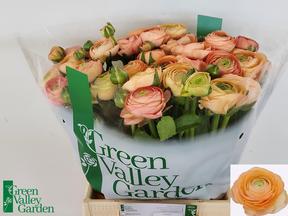 Ranunculus elegance salmon