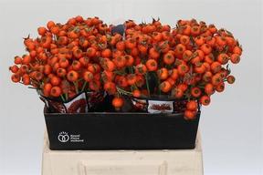 Rosa bottel hiphop sunset