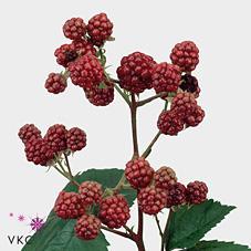 Rubus chester