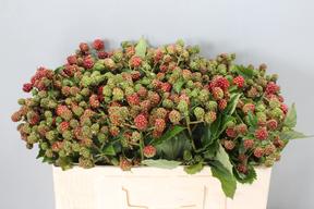Rubus chester