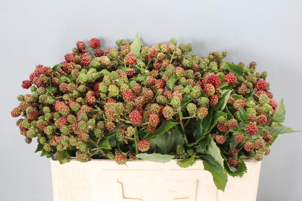 Rubus chester