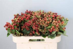 Rubus chester