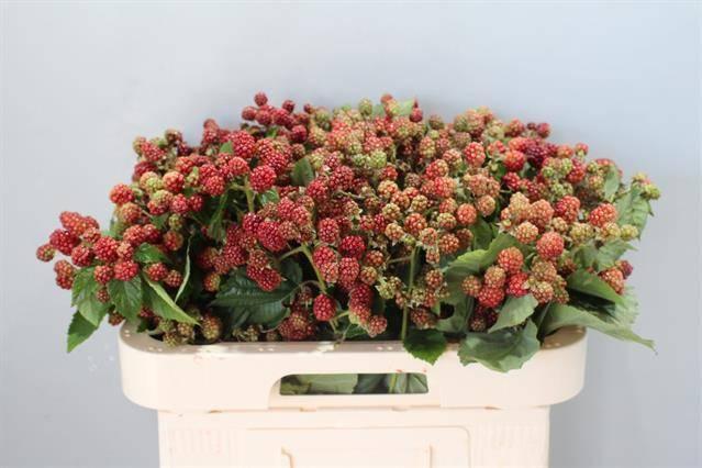 Rubus chester