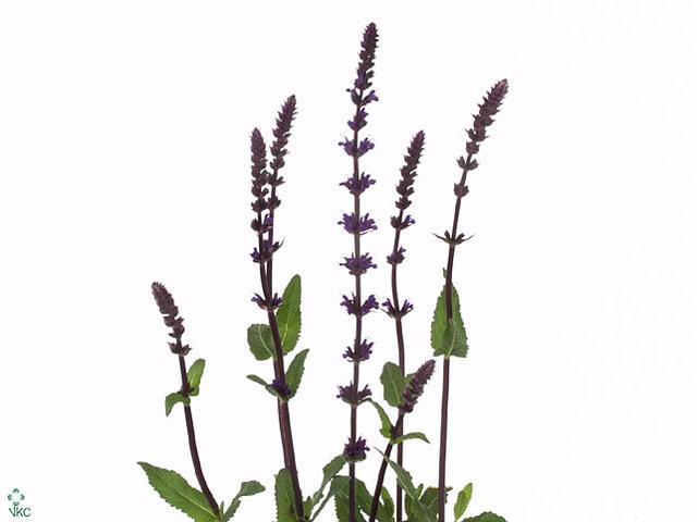 Salvia caradonna