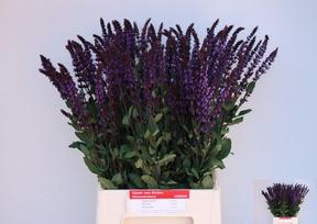 Salvia caradonna