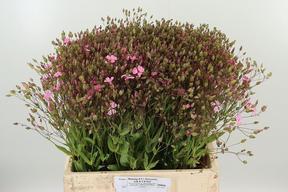 Saponaria rose per bos