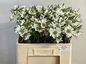 Scabiosa
