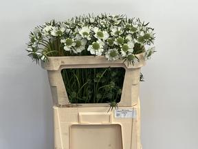 Scabiosa