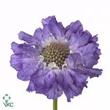 Scabiosa staefa