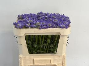 Scabiosa staefa