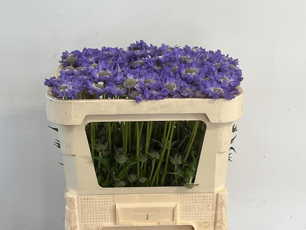 Scabiosa staefa