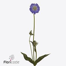 Scabiosa staefa