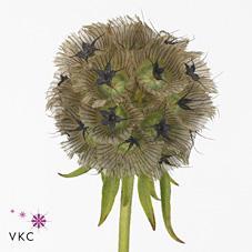 Scabiosa stellata zaaddoos