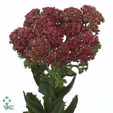 Sedum munstead dark red