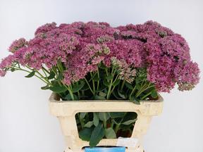 Sedum munstead dark red