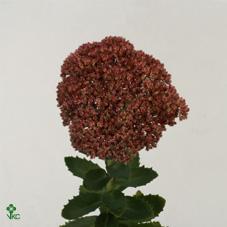 Sedum spectabile (bloeiend)