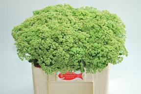 Sedum spectabile (bloeiend)