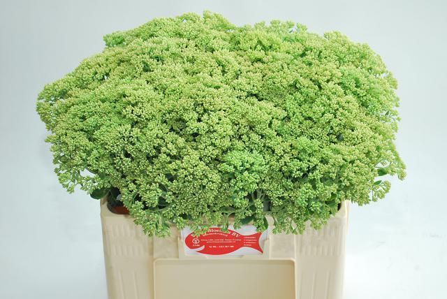 Sedum spectabile (bloeiend)