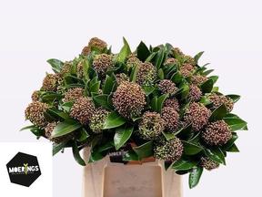 Skimmia fragrant cloud