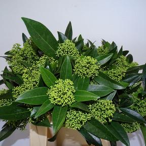 Skimmia kew green per bos