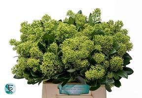 Skimmia magical finchy