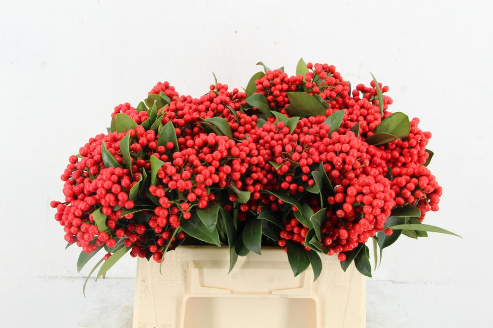 Skimmia per bos