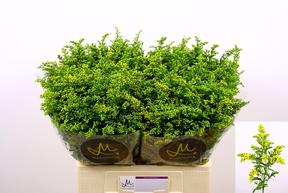 Solidago carzan glory