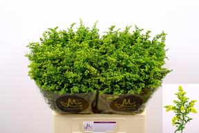 Solidago carzan glory