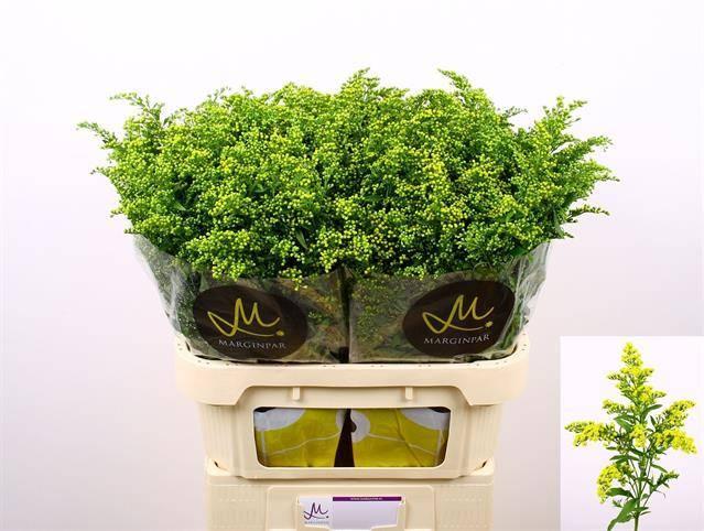 Solidago carzan glory