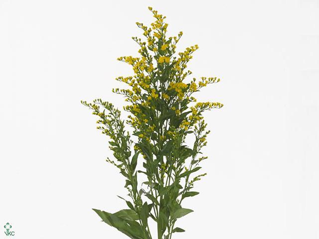 Solidago golden glory