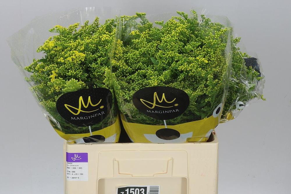 Solidago golden glory