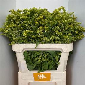 Solidago overig